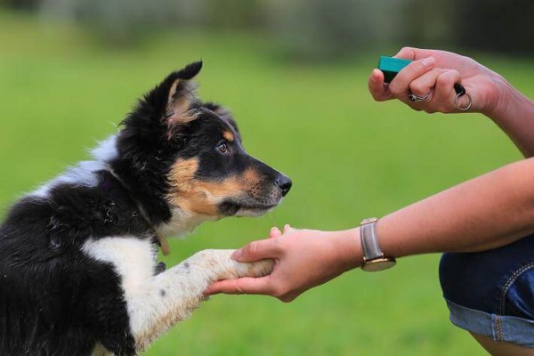 Dog training tips to teach your loving pet how to protect the family