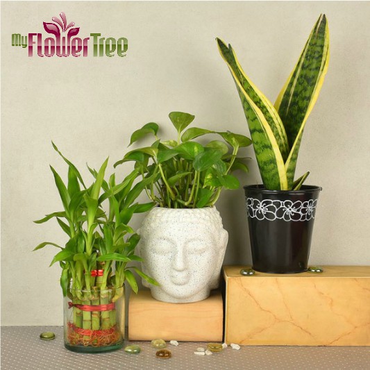 Low Maintenance Indoor Plants Perfect for Gifting Your Dear Ones