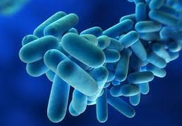 Legionella bacteria