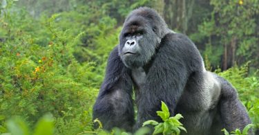 Uganda Gorilla Tours