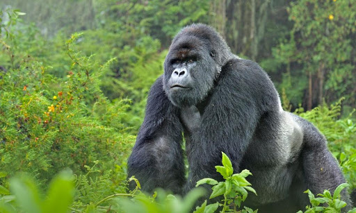 Uganda Gorilla Tours