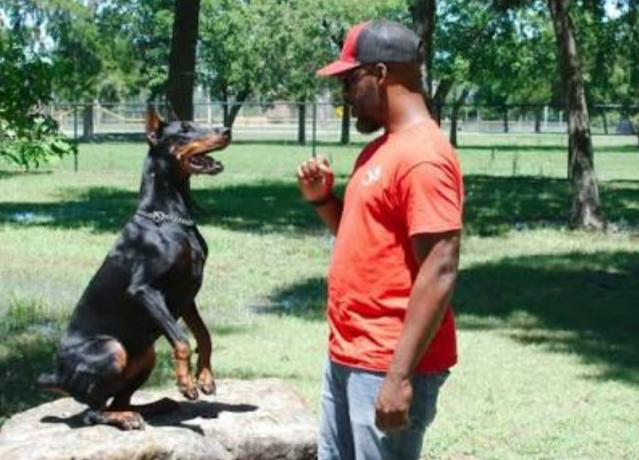 Dog Trainer Houston