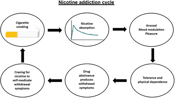 Nicotine Addiction Cycle