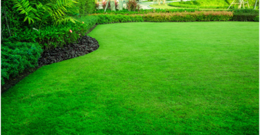 Spring Lawn Care and Treatment Guide