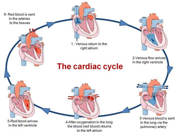 Phases of Cardiac Cycle