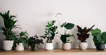 indoor plants