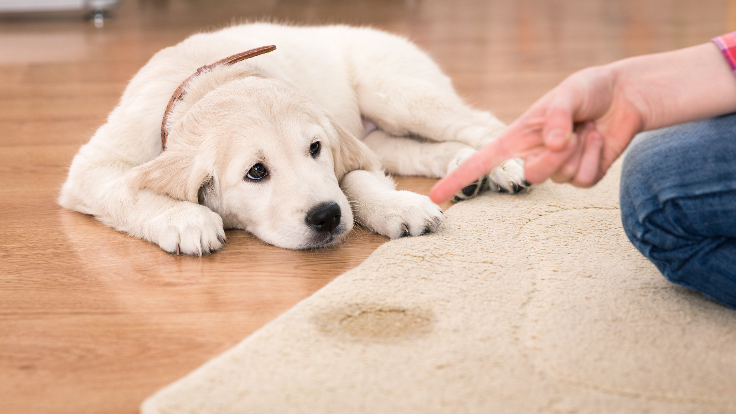 pet urine stains