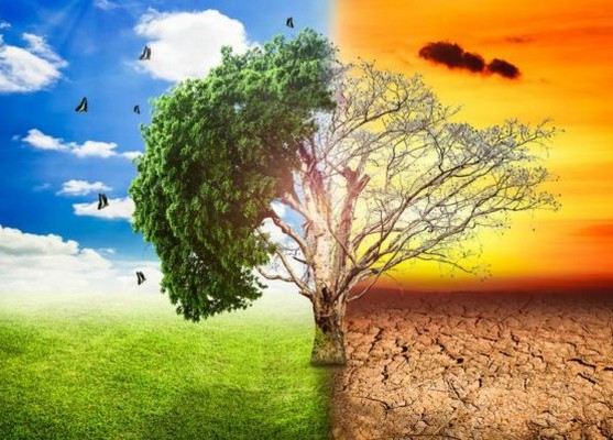 Environmental Change and The Impact on The Environment