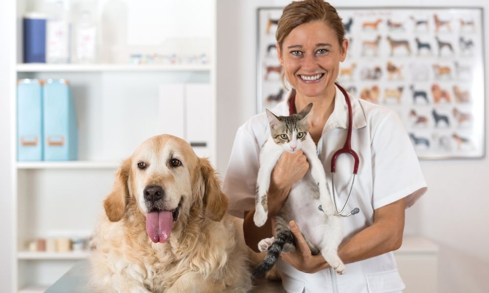 New Innovations To Watch in Veterinary Medicine