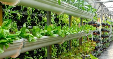 Vertical Farming vs. Normal Farming: What's the Difference?