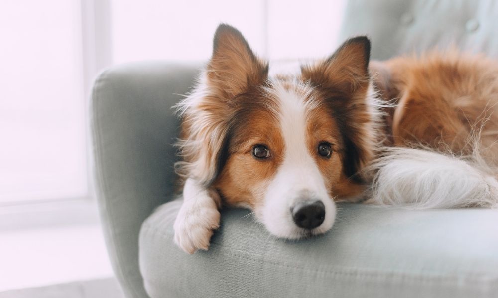 Calming Remedies For Anxious Dogs