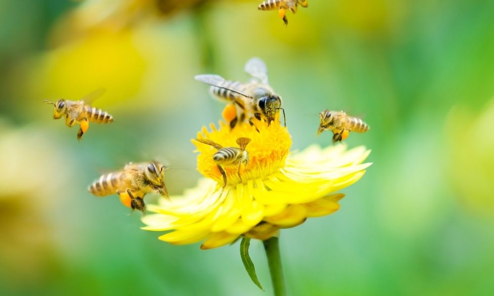 Common Misconceptions About Bees That People Have