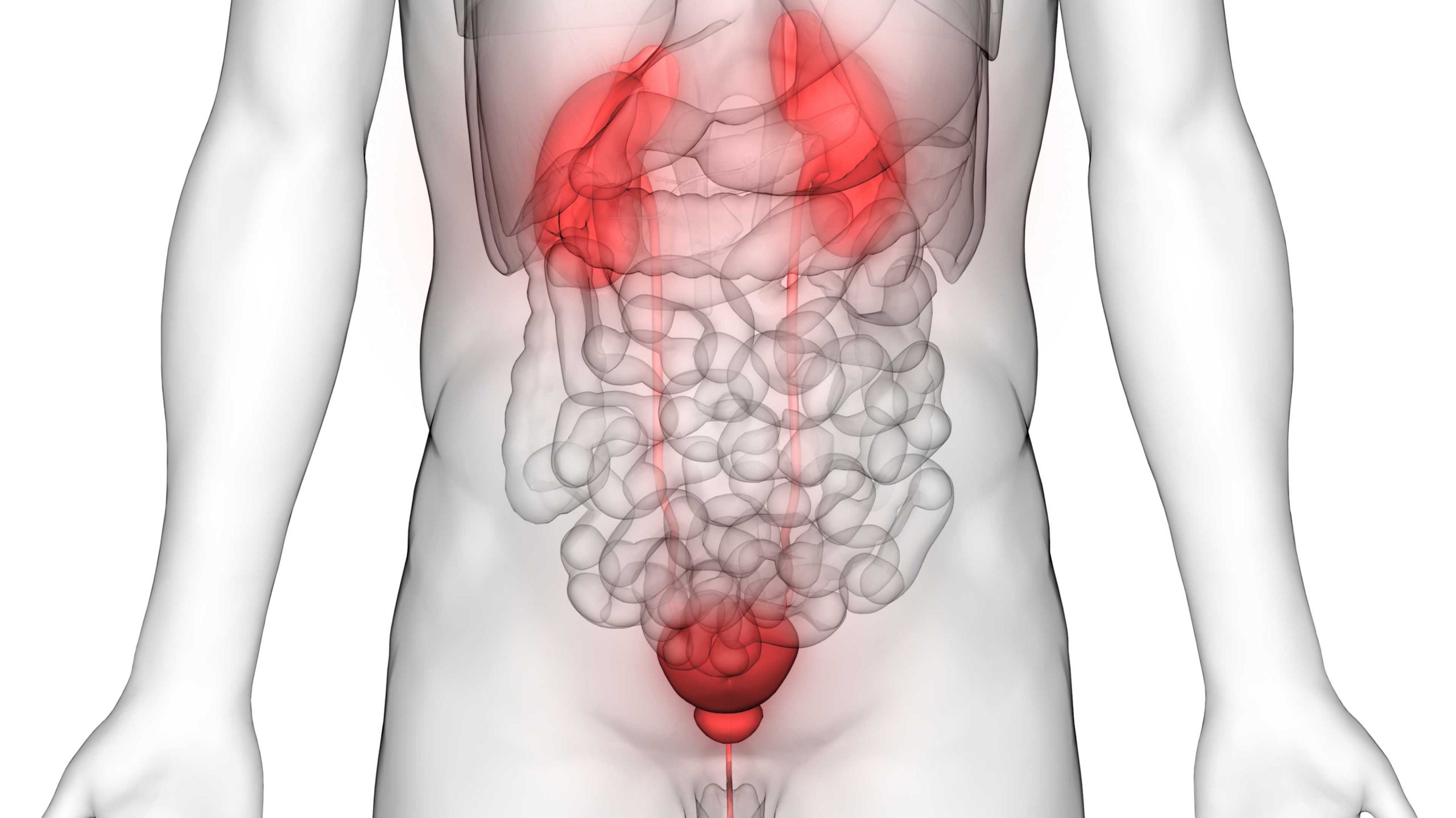 Urinary Bladder Cancer