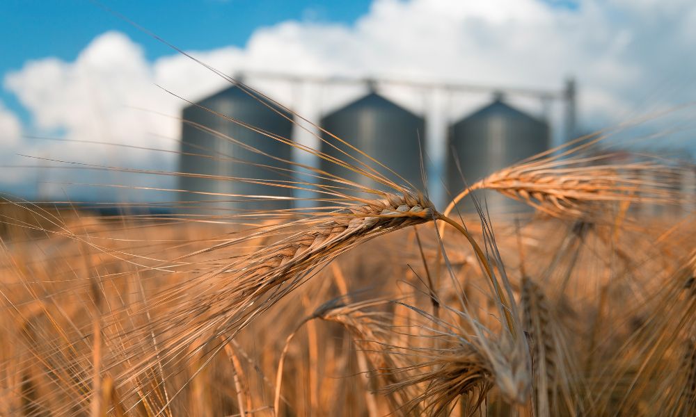 The Biggest Problems in Grain Storage for Farmers