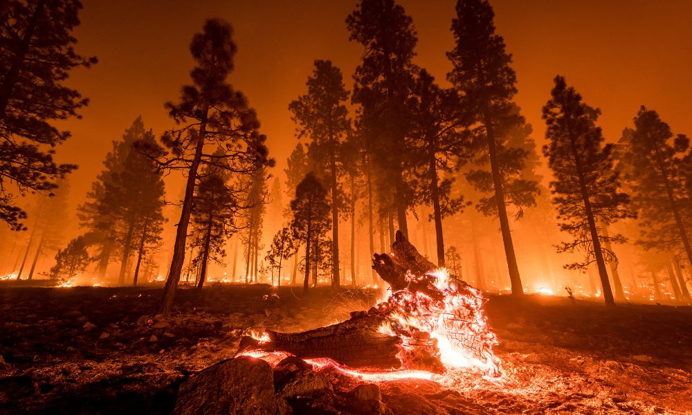 The Largest Wildfires in the History of the World