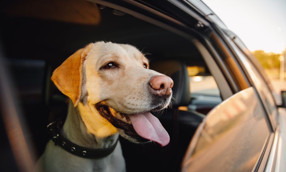 5 Ways To Stay Safe When Traveling With Your Dog