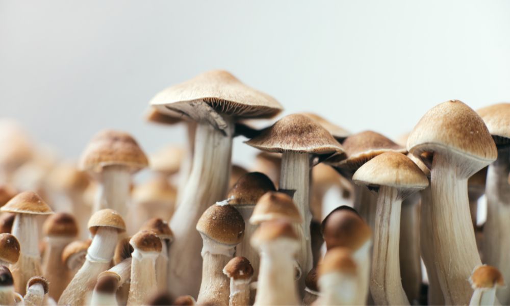 Magic Mushrooms’ Role in a Variety of Religious Experiences