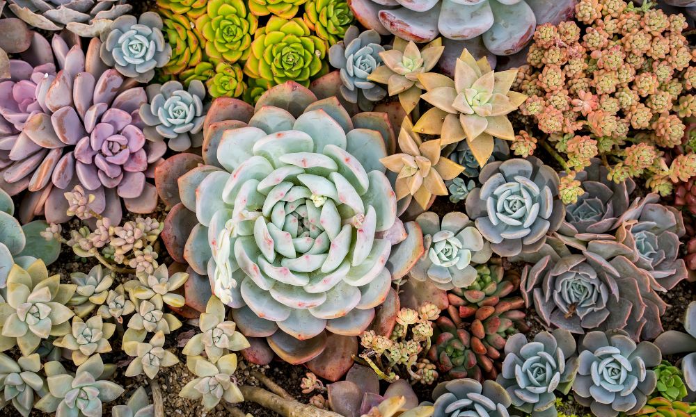 How To Take Care of Succulents in Autumn