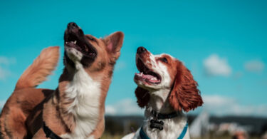 The Role of Online Dog Training in Revolutionizing Pet Behavior