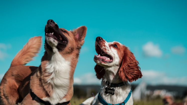 The Role of Online Dog Training in Revolutionizing Pet Behavior