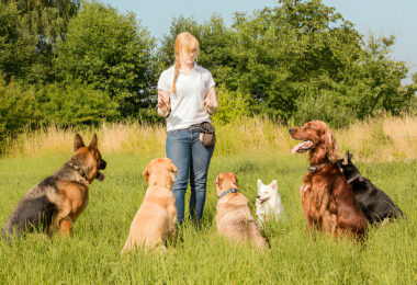 Dog Trainers