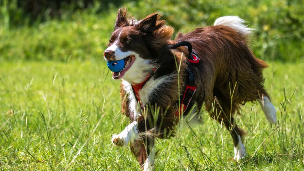 Discover our top 6 essential grooming tips to keep your dog looking sharp and feeling great. From brushing to bathing, learn how to maintain your furry friend’s health and happiness every day. 