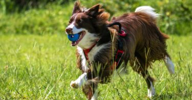 Discover our top 6 essential grooming tips to keep your dog looking sharp and feeling great. From brushing to bathing, learn how to maintain your furry friend’s health and happiness every day.