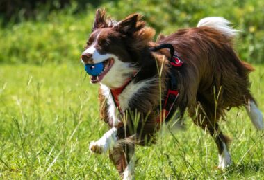 Discover our top 6 essential grooming tips to keep your dog looking sharp and feeling great. From brushing to bathing, learn how to maintain your furry friend’s health and happiness every day.