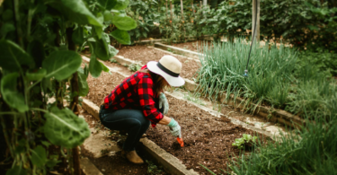 A woman gardening, adding soil to her garden bed, illustrating an article about the top mistakes to avoid when choosing soil and gravel for garden beds