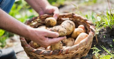 A farmer with a basket of freshly harvested mushrooms. They have a few mushrooms in their hands and they're a little dirty.