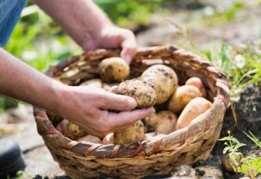 A farmer with a basket of freshly harvested mushrooms. They have a few mushrooms in their hands and they're a little dirty.