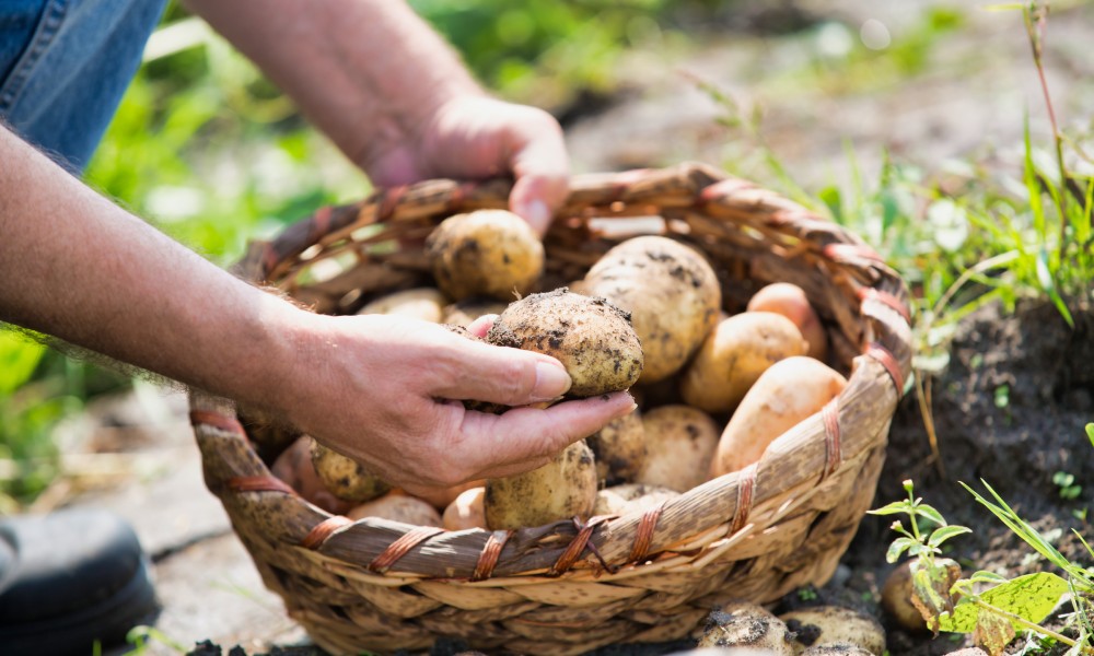 A farmer with a basket of freshly harvested mushrooms. They have a few mushrooms in their hands and they're a little dirty.