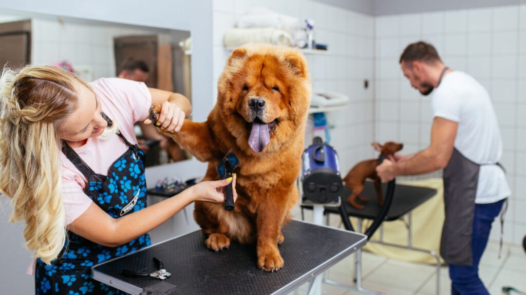 A professional groomer gently handling a large, fluffy Chow Chow during a grooming session to demonstrate care for anxious pets.