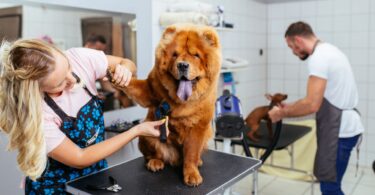 A professional groomer gently handling a large, fluffy Chow Chow during a grooming session to demonstrate care for anxious pets.