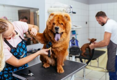 A professional groomer gently handling a large, fluffy Chow Chow during a grooming session to demonstrate care for anxious pets.